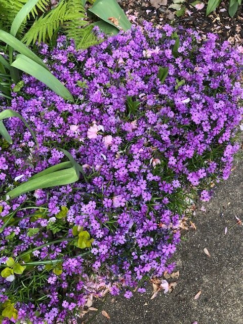 Sweet Alyssum I replanted last year. I can divide and share after it’s done blooming.